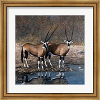 Framed At The Waterhole