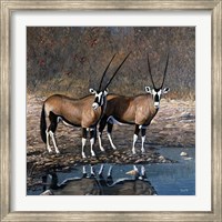 Framed At The Waterhole