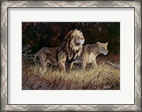 Framed Lions