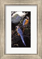 Framed Macaws