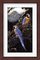 Framed Macaws