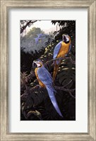 Framed Macaws