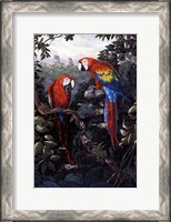 Framed Macaws Red