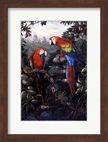 Framed Macaws Red