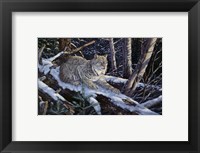 Framed Snow Moon Lynx