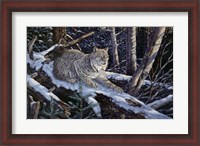 Framed Snow Moon Lynx