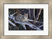 Framed Snow Moon Lynx