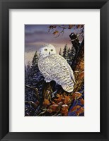 Framed Snowy Owl