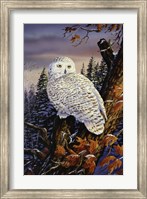 Framed Snowy Owl
