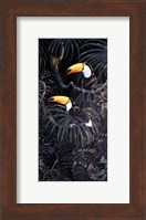 Framed Toucans