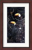 Framed Toucans