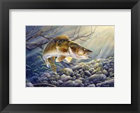 Framed Break Line Walleye