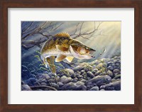 Framed Break Line Walleye