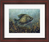 Framed Black Crappie