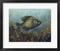 Framed Black Crappie