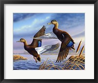 Framed Black Mallards