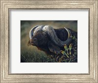 Framed Caped Buffalo