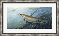 Framed Fish Of A Lifetime