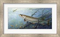 Framed Fish Of A Lifetime