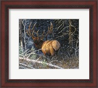 Framed Legacy Bull