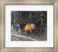 Framed Legacy Bull