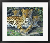 Framed Leopards' Lair