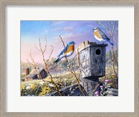 Framed Old Homestead Bluebirds