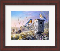 Framed Old Homestead Bluebirds