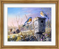 Framed Old Homestead Bluebirds