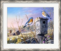 Framed Old Homestead Bluebirds