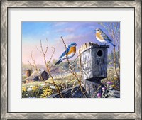 Framed Old Homestead Bluebirds