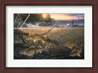 Framed Walleye In The Wood