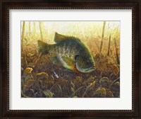 Framed Bluegill