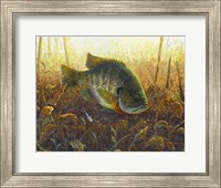 Framed Bluegill