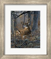 Framed Buck Fever