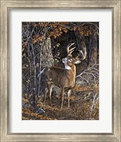 Framed Deer Nibble