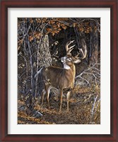 Framed Deer Nibble