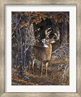 Framed Deer Nibble