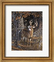 Framed Deer Nibble