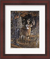 Framed Deer Nibble