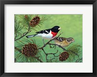 Framed Rose Brested Grosbeaks