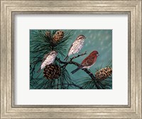 Framed Purple Finches