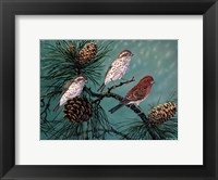 Framed Purple Finches
