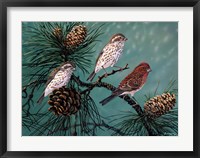 Framed Purple Finches