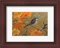 Framed Whitethroated Sparrow