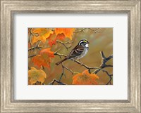 Framed Whitethroated Sparrow