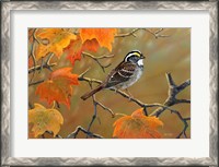 Framed Whitethroated Sparrow