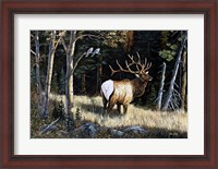 Framed Elk