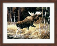 Framed Moose