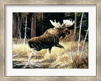 Framed Moose